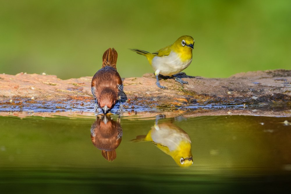 Photograph by Dinesh