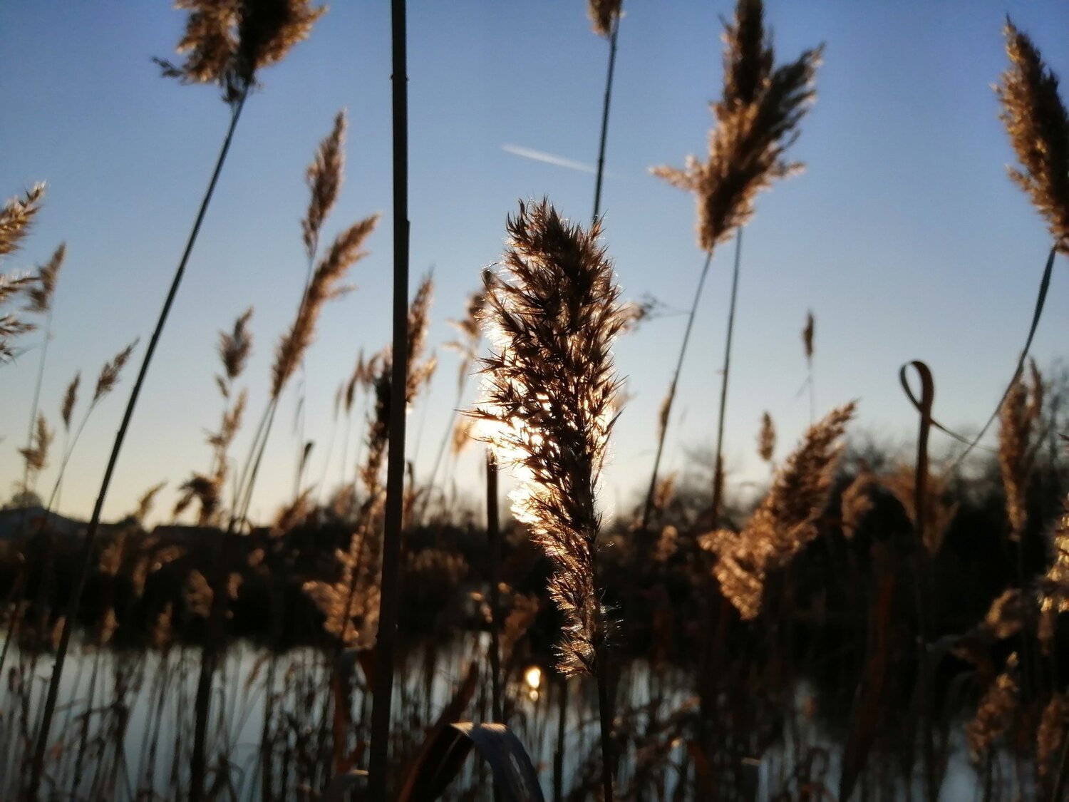 Photo #4521044