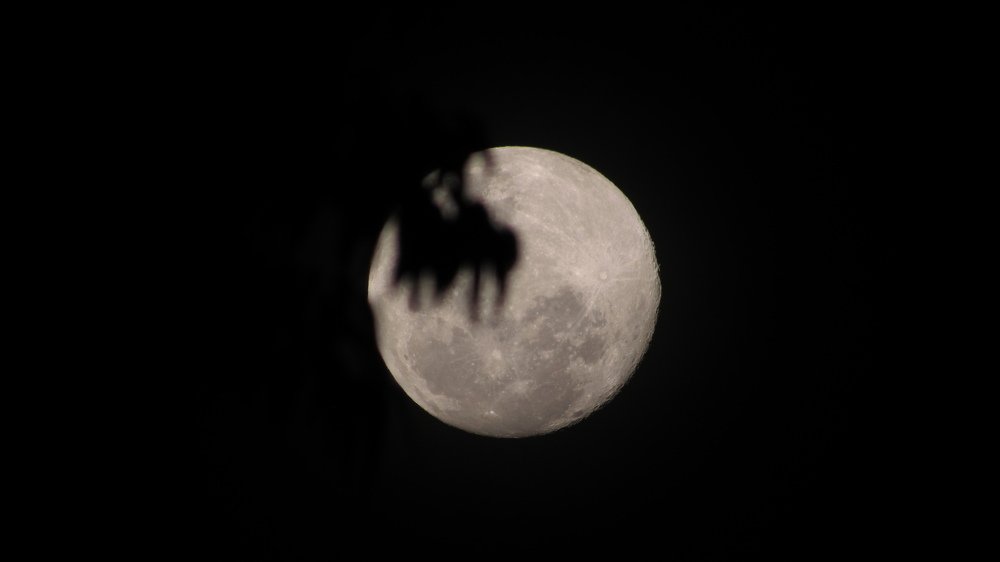 Photo #4521117