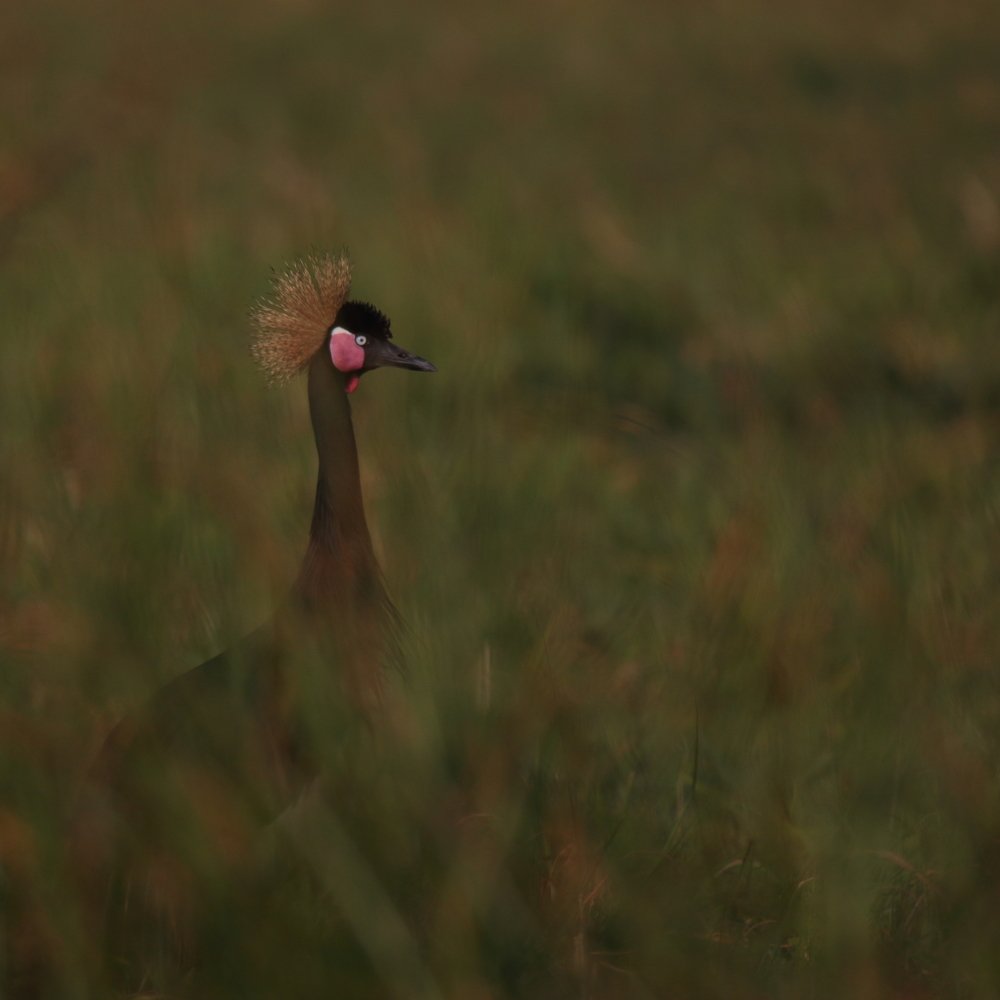 Photograph by Mike Temmerman