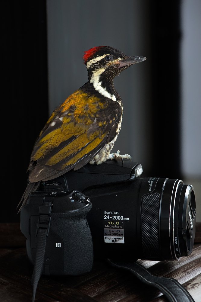 Common Flameback Woodpecker