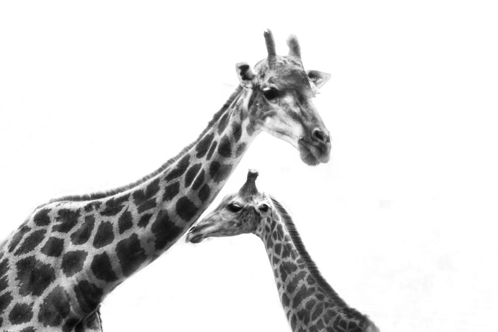 Photograph by Nahyan Nihal