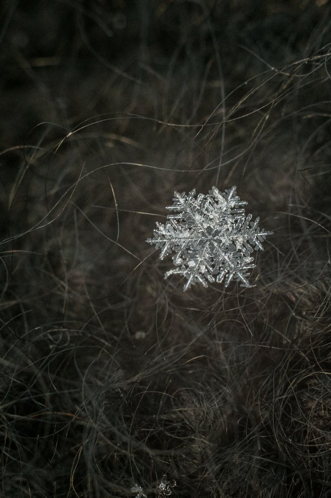 Photograph by Натали Чалык