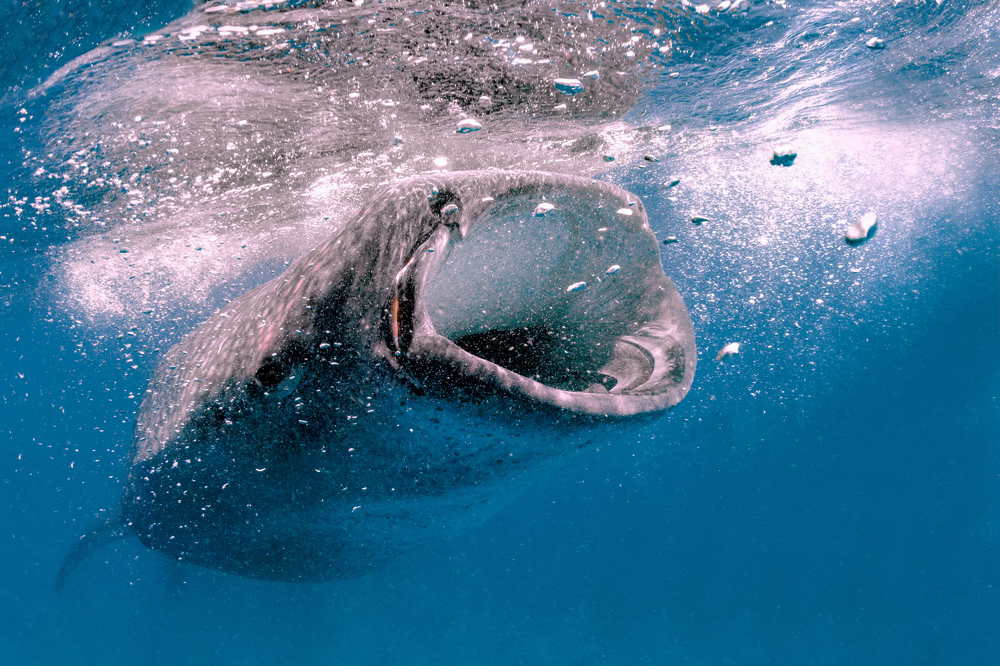 Photograph by Ferenc Lorincz ifj.