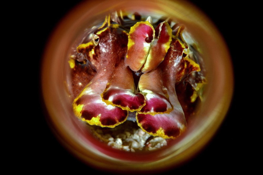 Photograph by Ferenc Lorincz ifj.