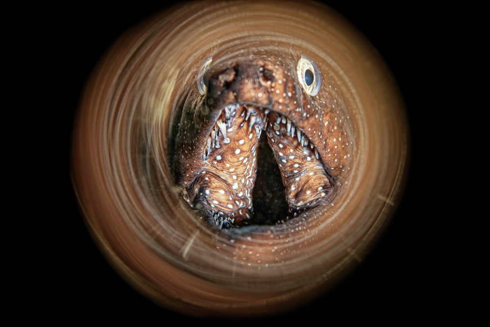 Photograph by Ferenc Lorincz ifj.