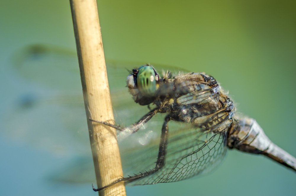 Photograph by Dražen Pleško