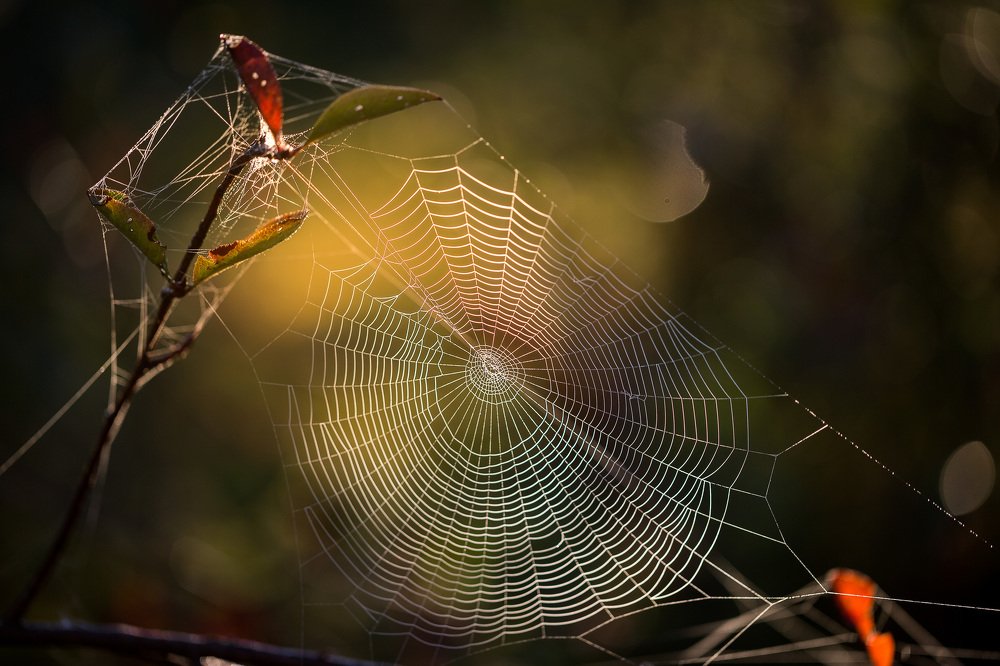 Осенние зарисовки...
