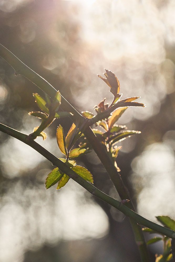 Photograph by Екатерина Ким