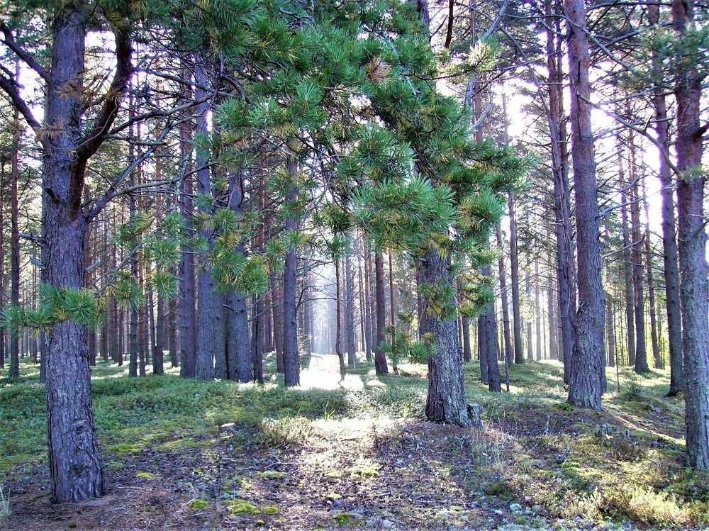 Photograph by Александр Киселев