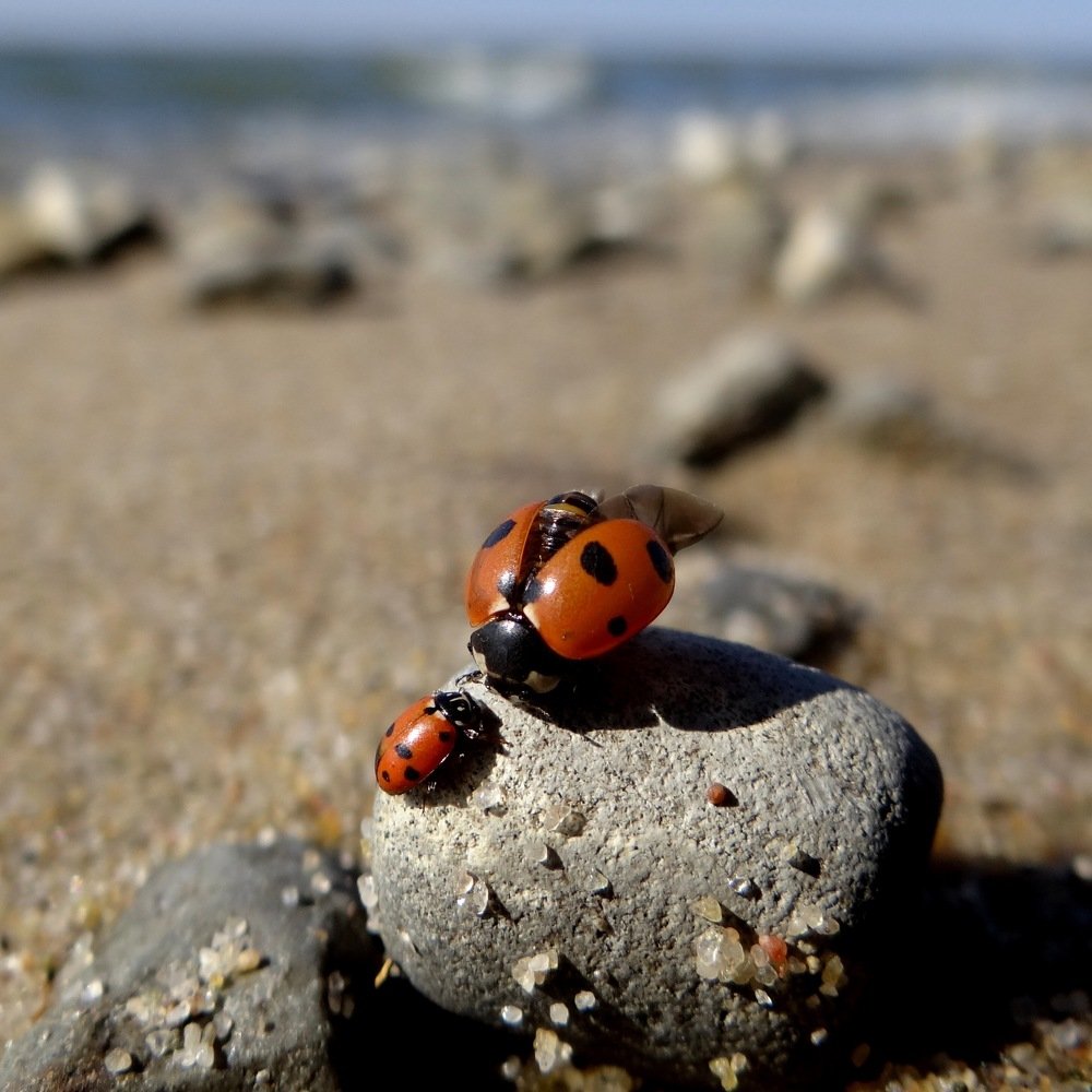 Photograph by Любовь Борзенкова