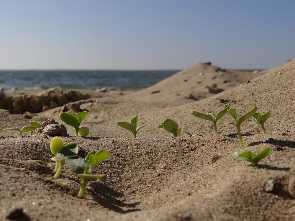 Photograph by Любовь Борзенкова