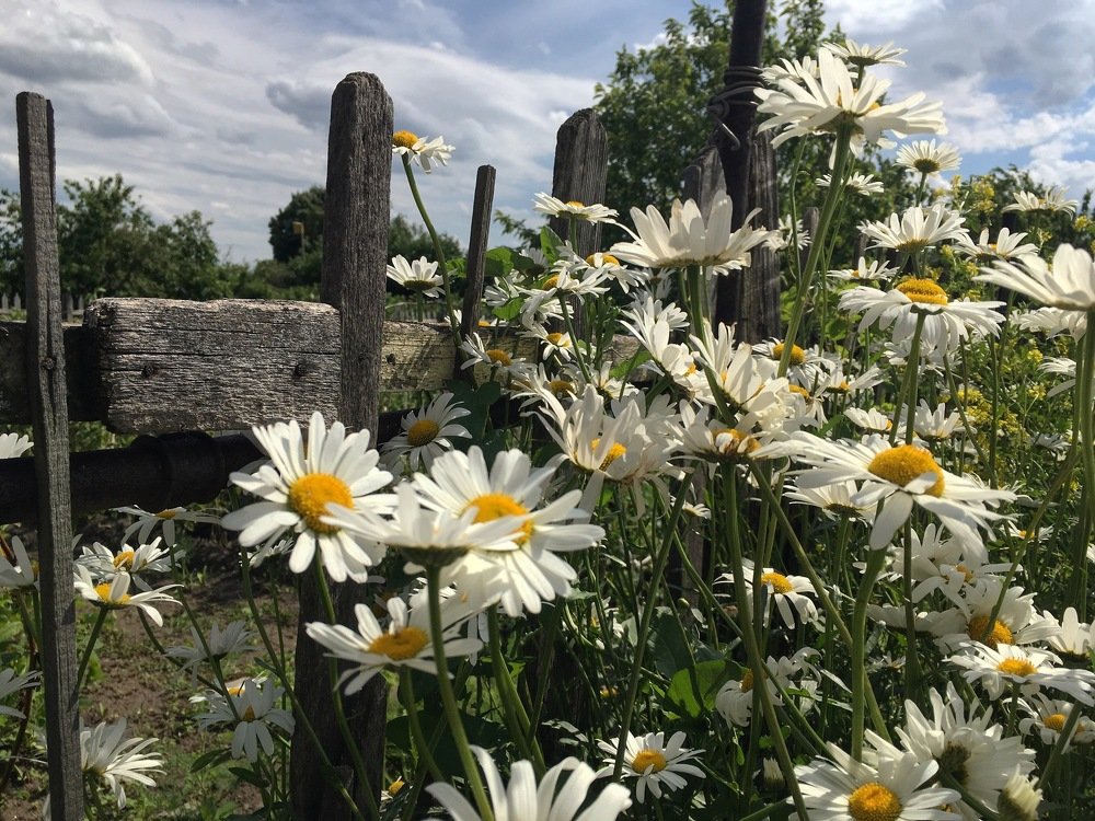 Photograph by Любовь Борзенкова