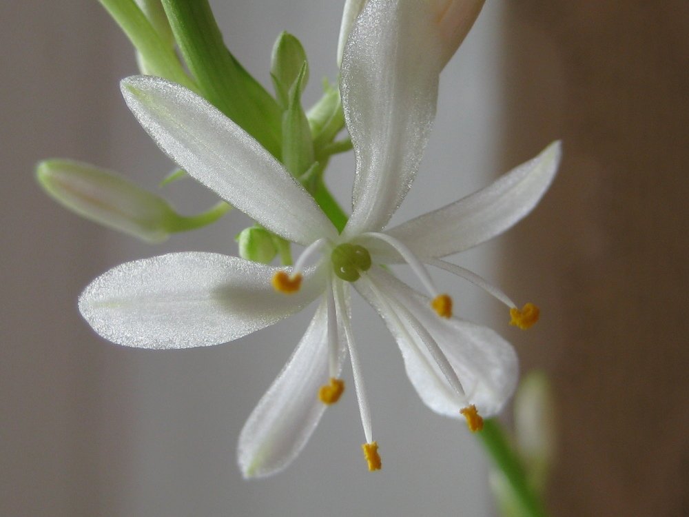 Photo #4523645