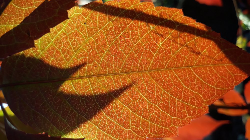 Photograph by Инга Халиуллина