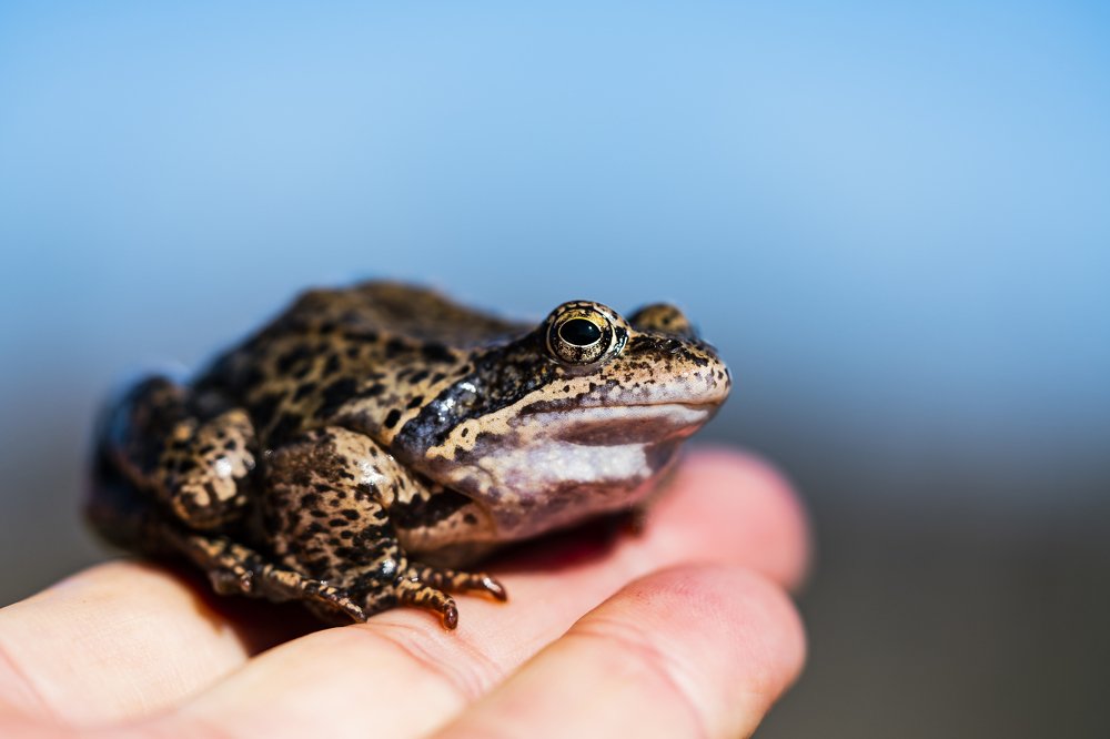 The first spring frog