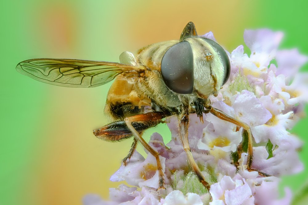 HoverFly and flowers