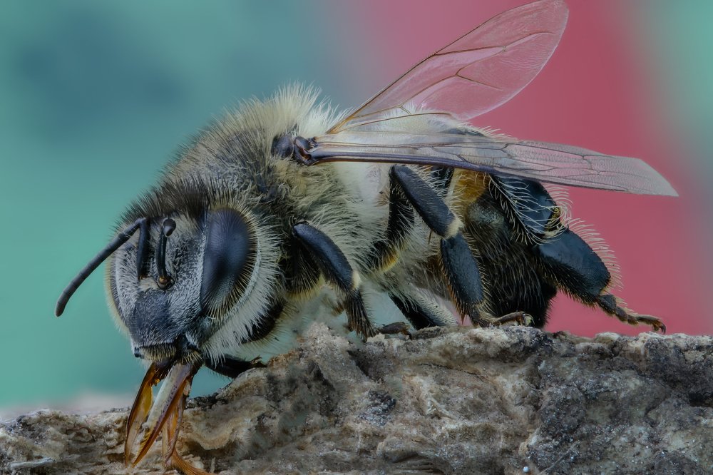 Bee