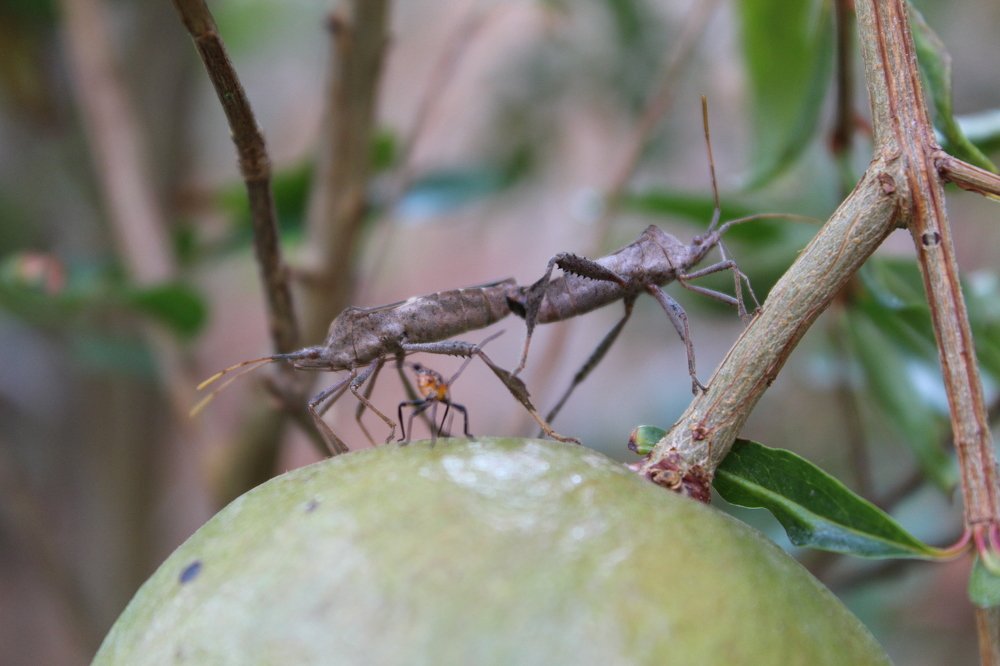 Photograph by Mario Israel Barrios