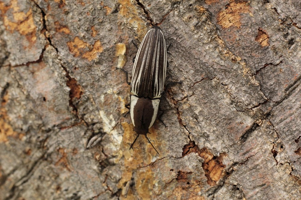 Photograph by Mario Israel Barrios