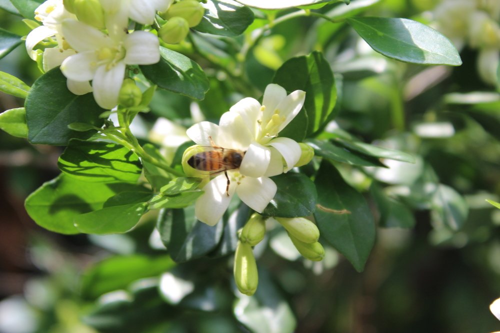 Photograph by Mario Israel Barrios