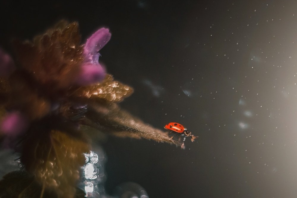 Photograph by Ирина Чиж