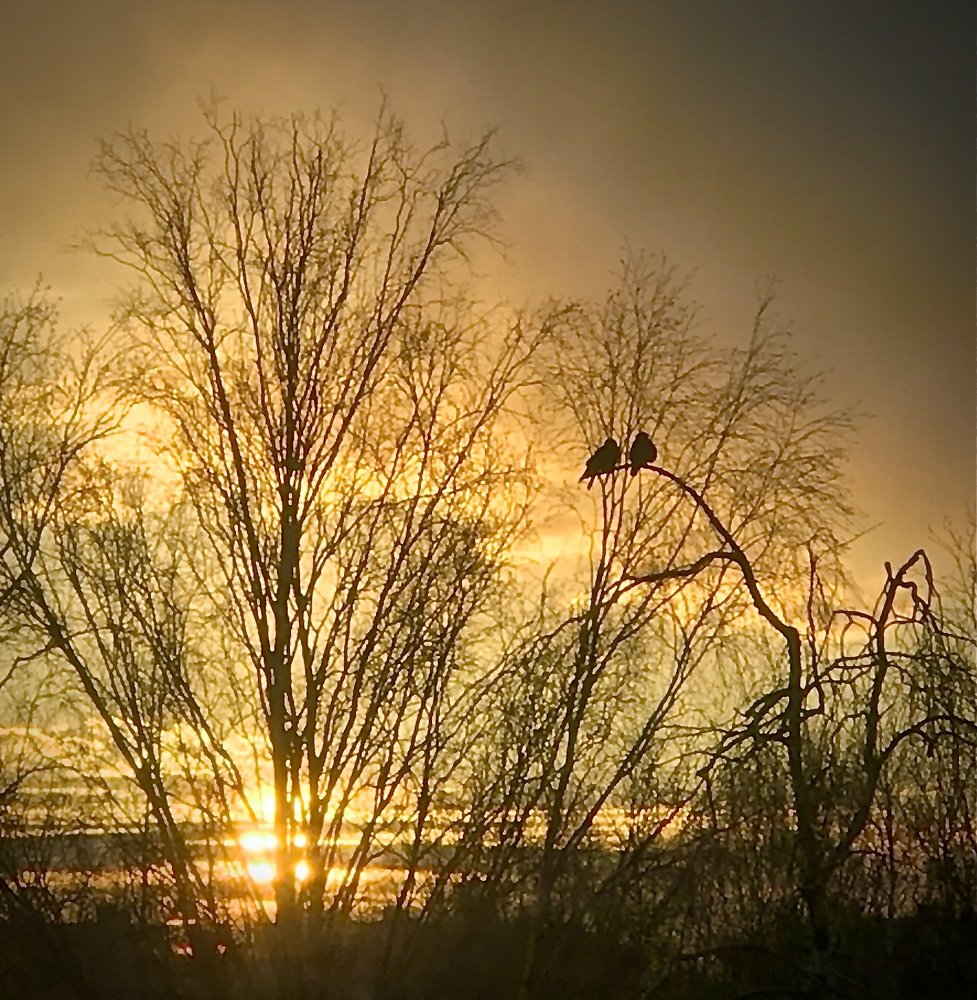 Парочка галок на закате