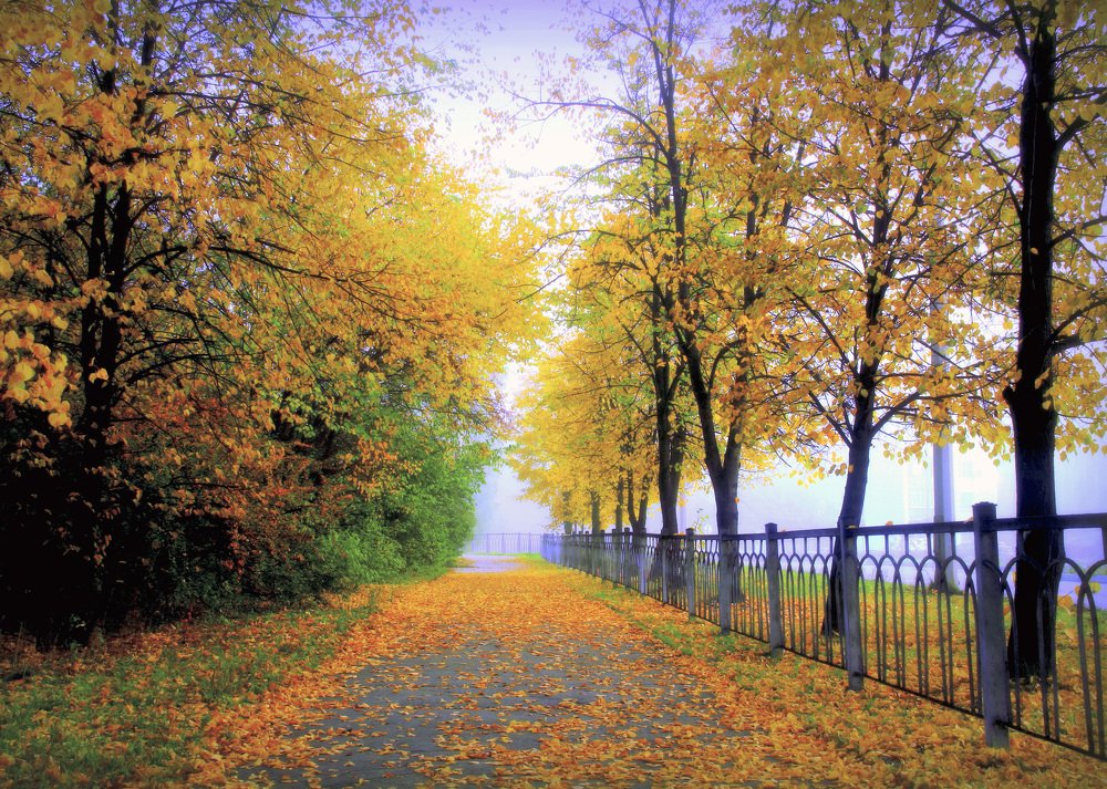 Осень в тумане