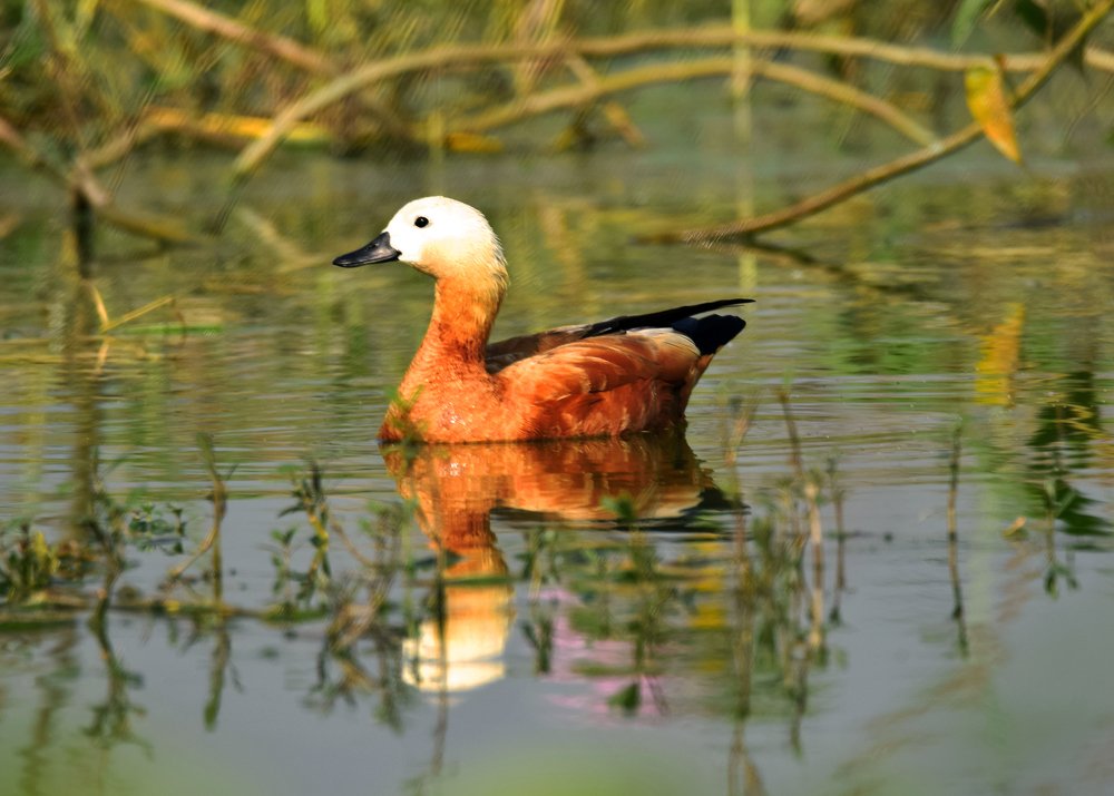 Ruddy Shelduck.
