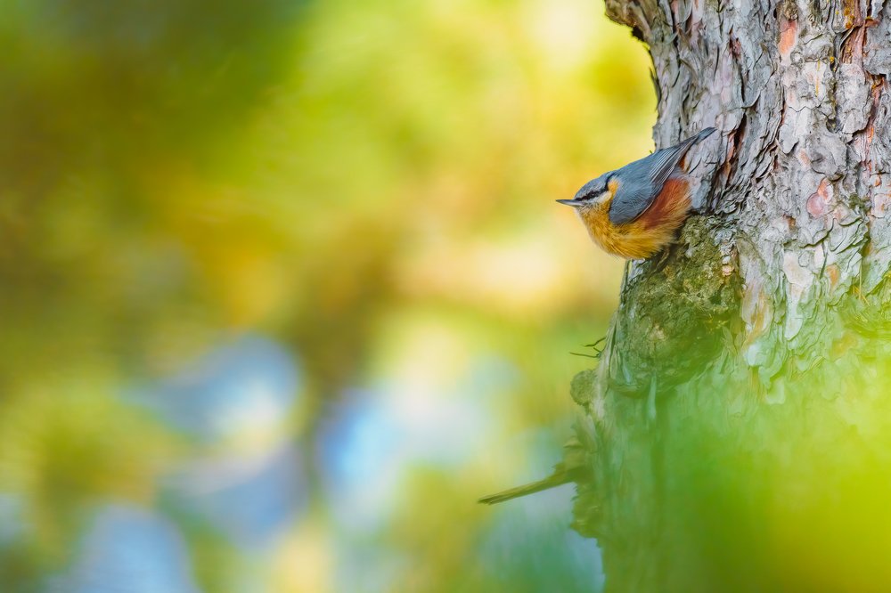 Photograph by Gabi Rusu