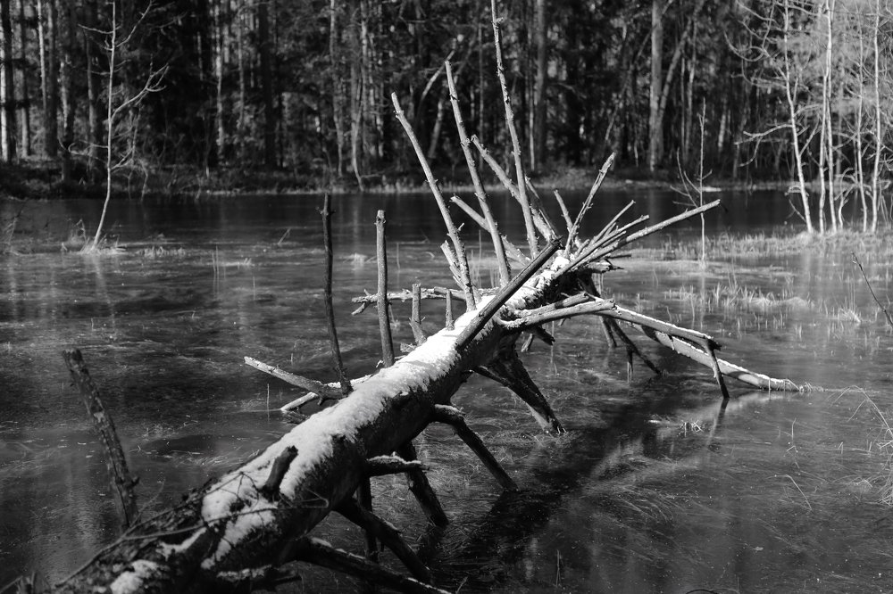 Photograph by Елена Буканина