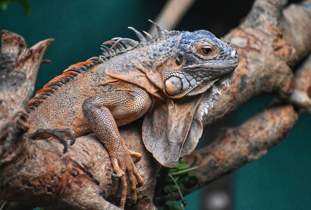 Indian greyish Iguana