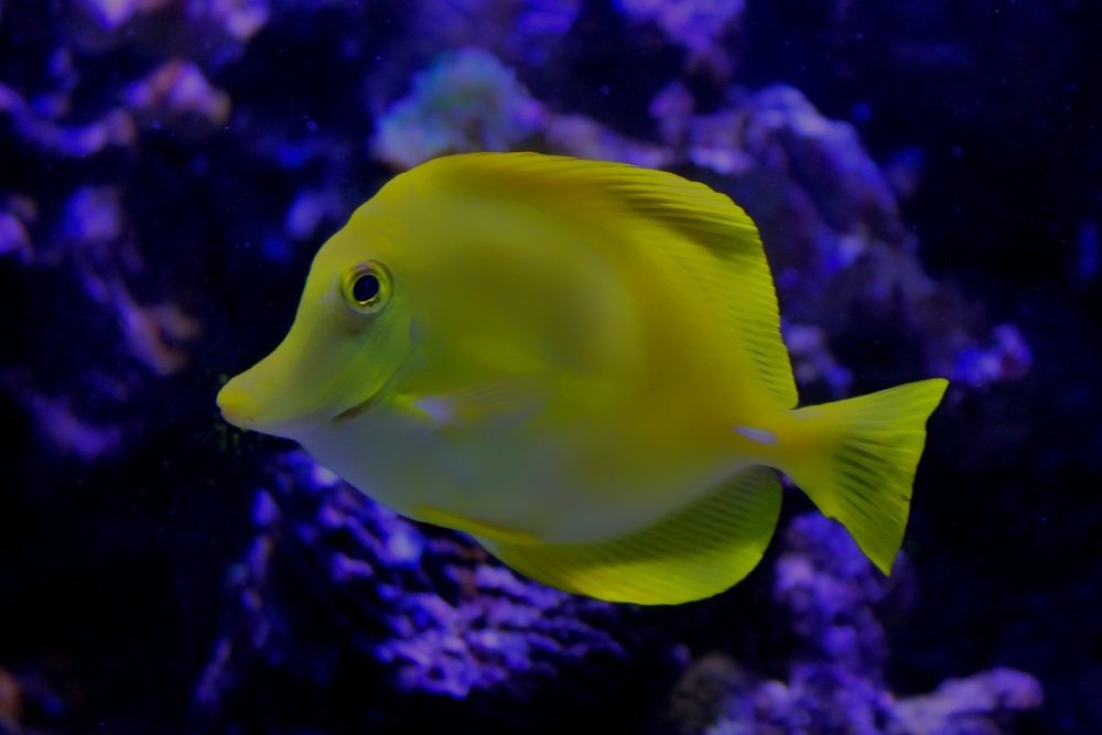 Photograph by Francisco Ferreira