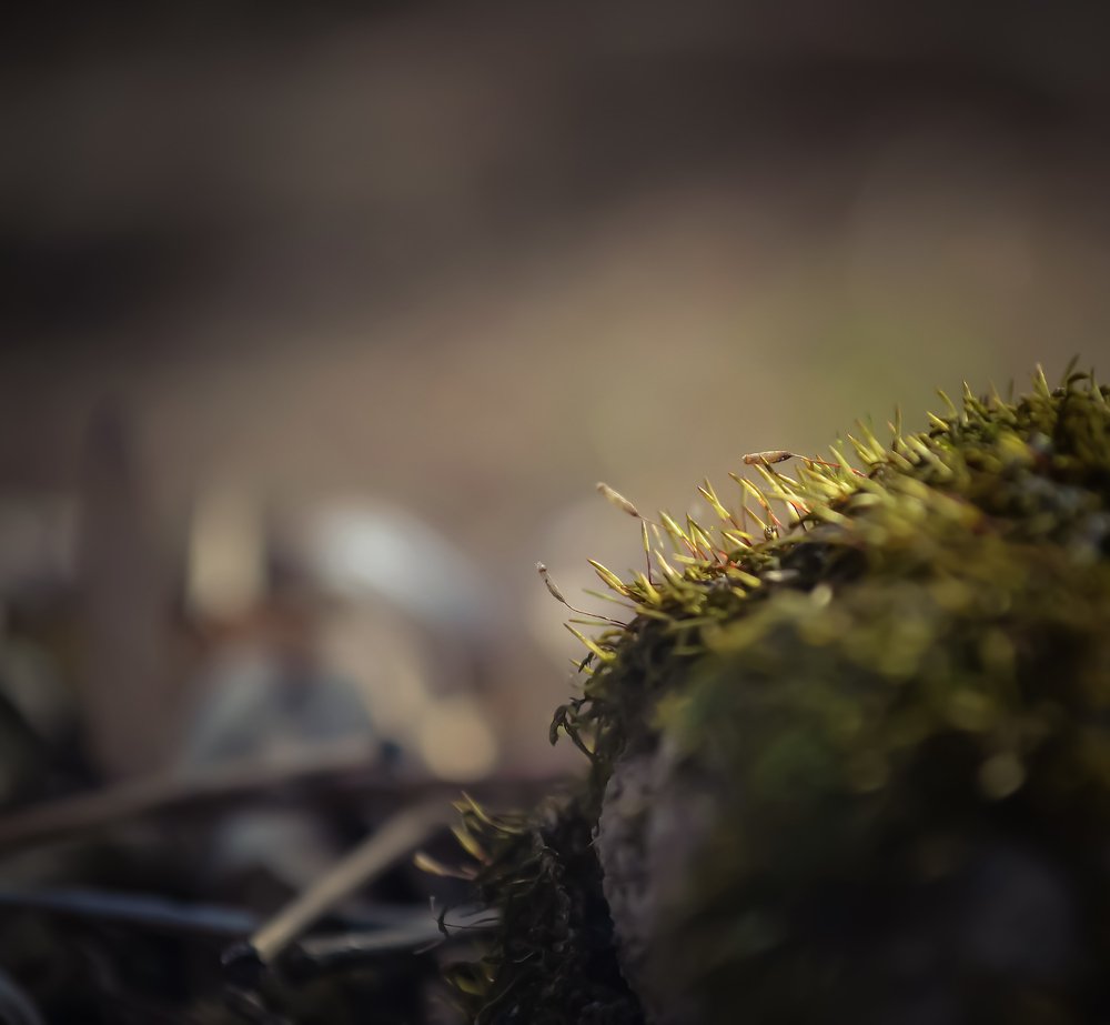 Photograph by Алла Овчинникова