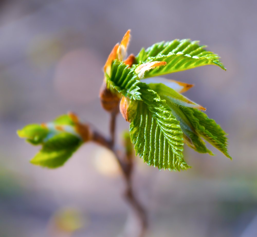 Photograph by Алла Овчинникова