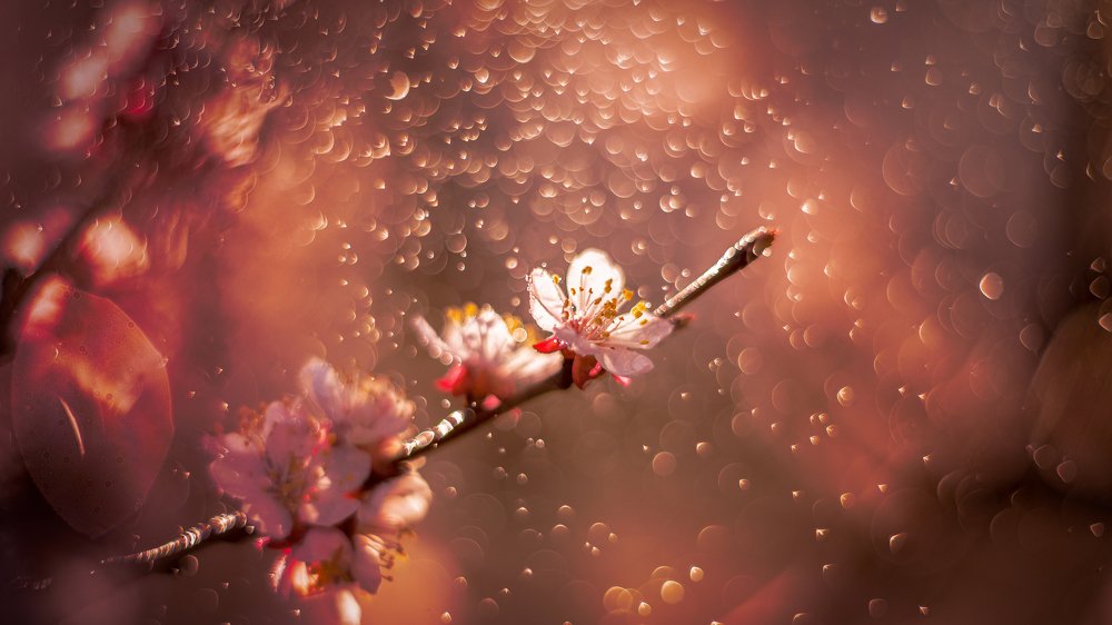 Фотография автора Андрей Сосновский