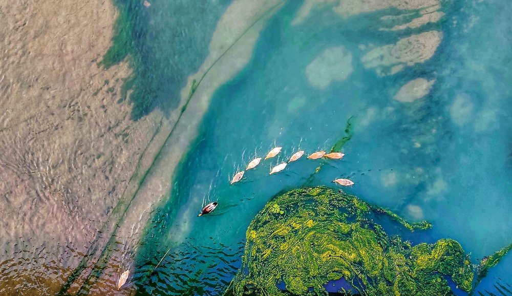 Follow the edge of life