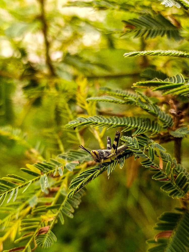 Grasshopper take a rest