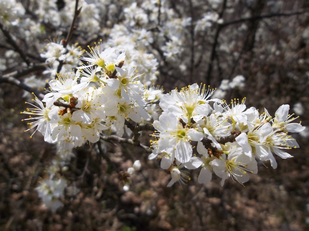 Photograph by Георги Колев