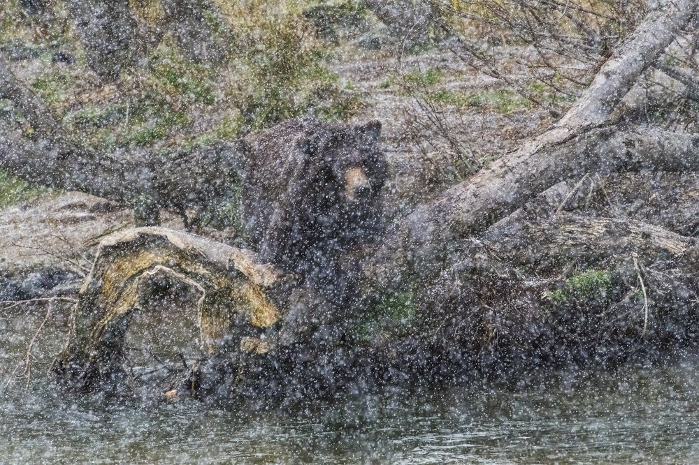 Photograph by Алексей Шаскольский