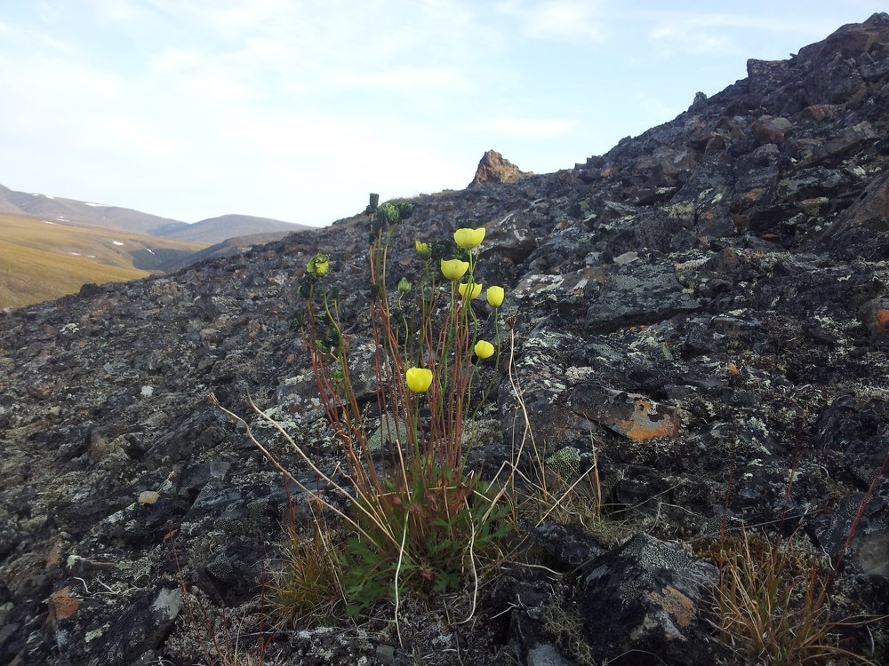 Photo #4526206