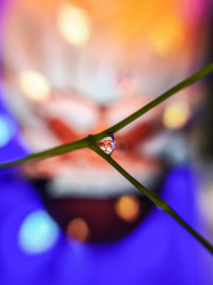 Photograph by Priya Ojha