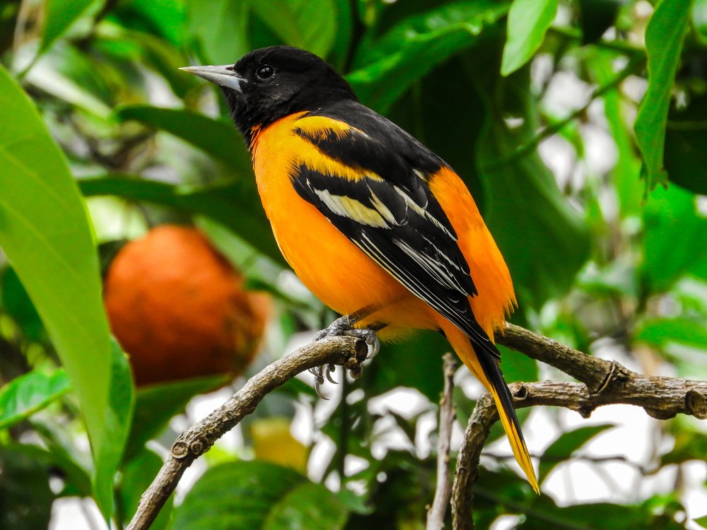 Cacique Veranero (Icterus galbula)