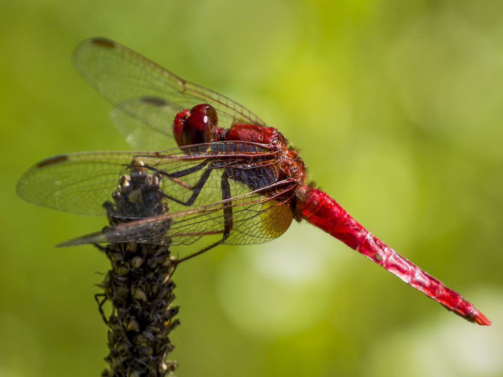 Photograph by Dražen Pleško