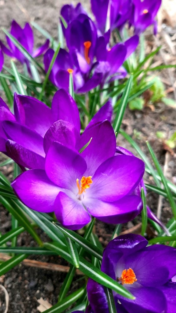 Весенние цветы