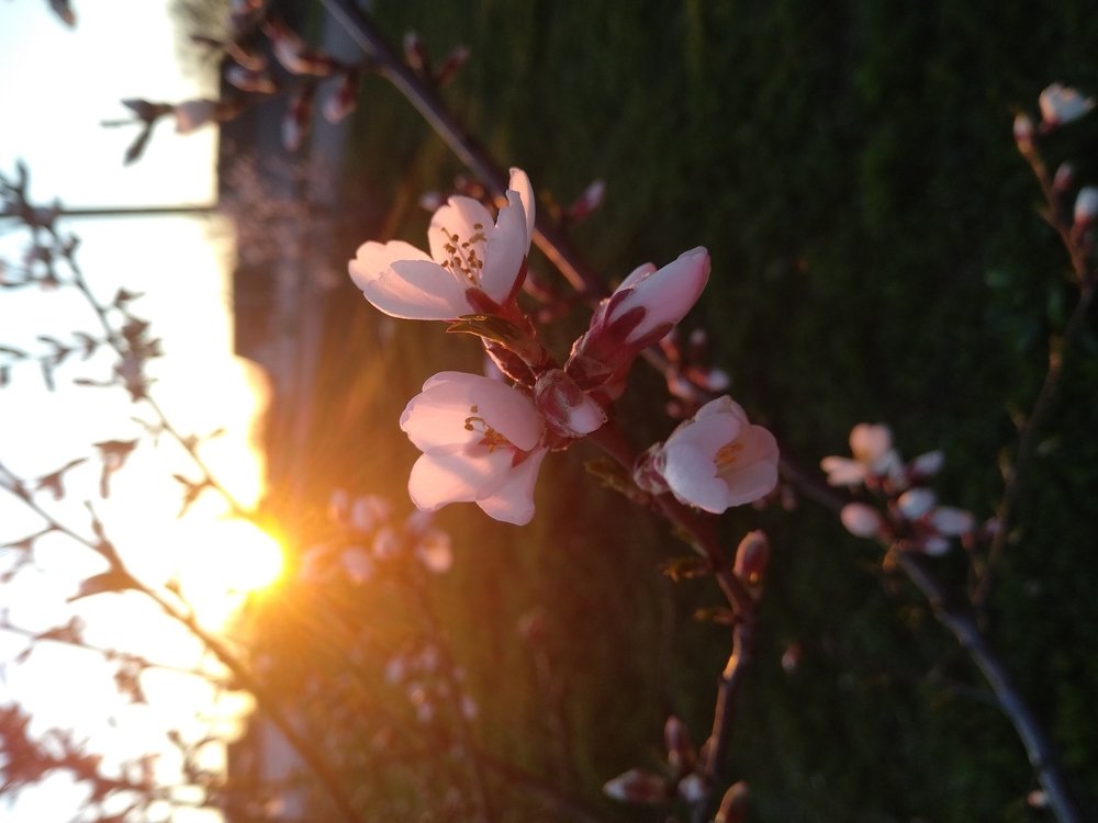 Photo #4527322