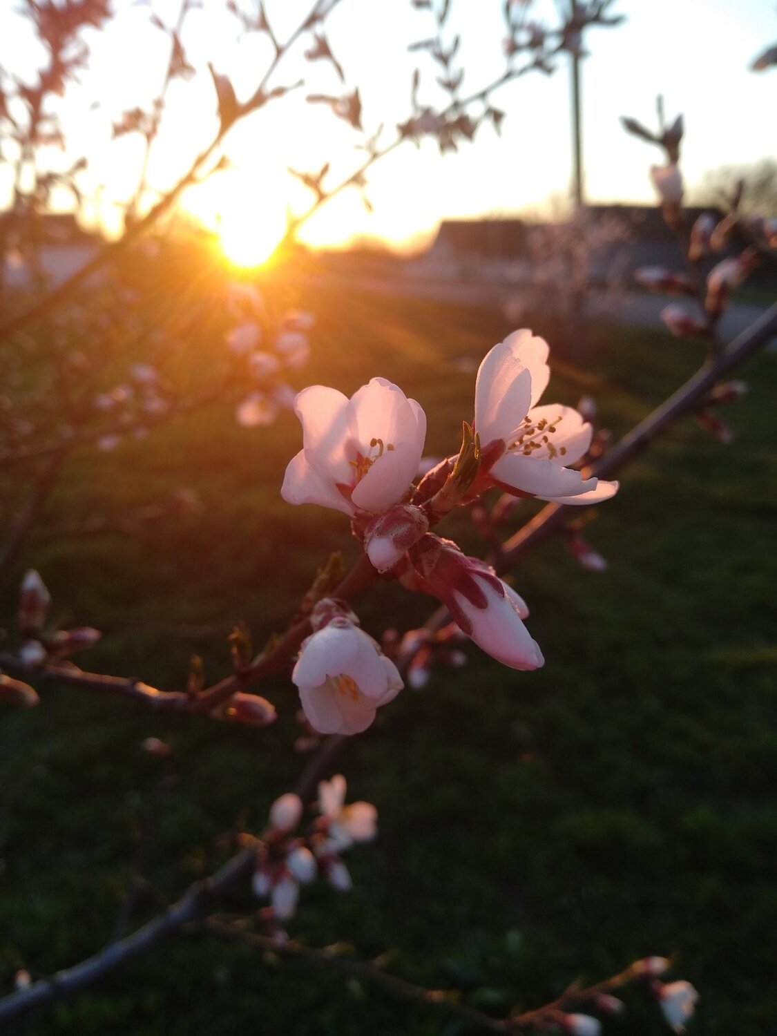 Photo #4527322