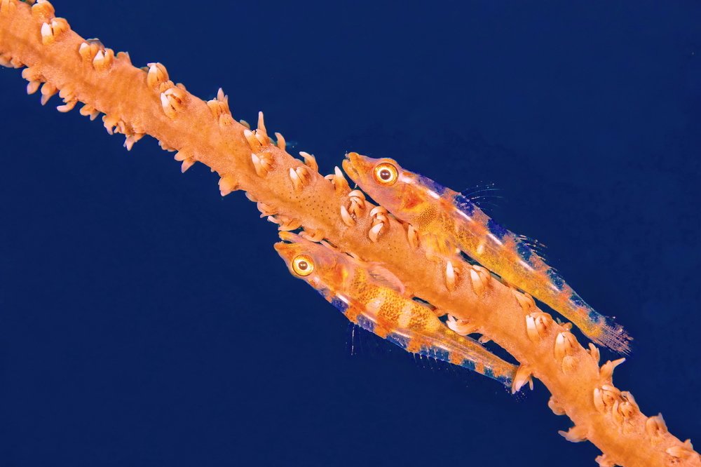 Photograph by Ferenc Lorincz ifj.