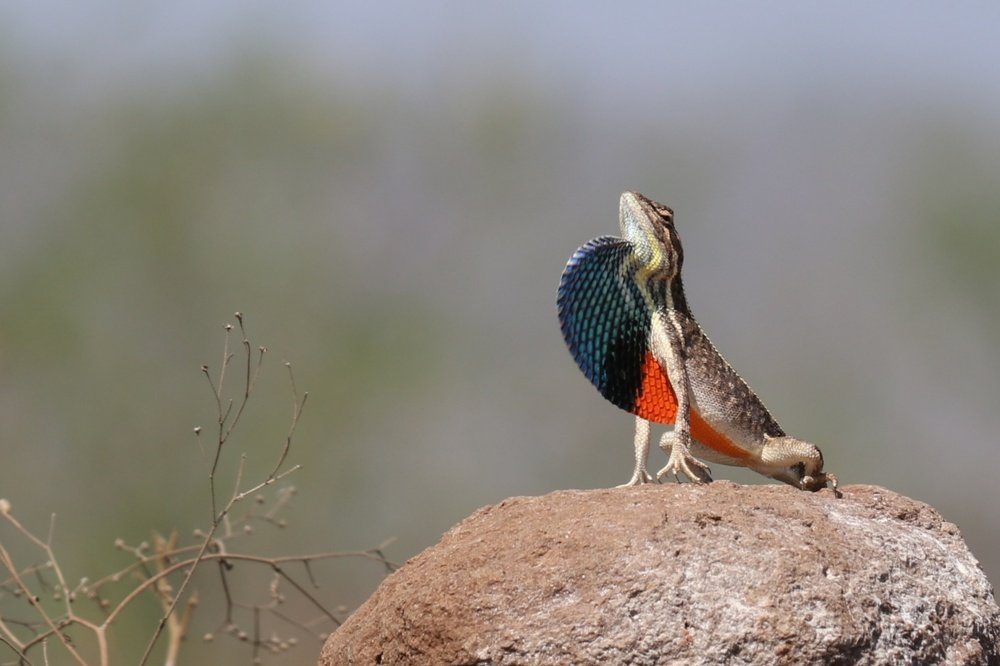 Fan Throated Lizards