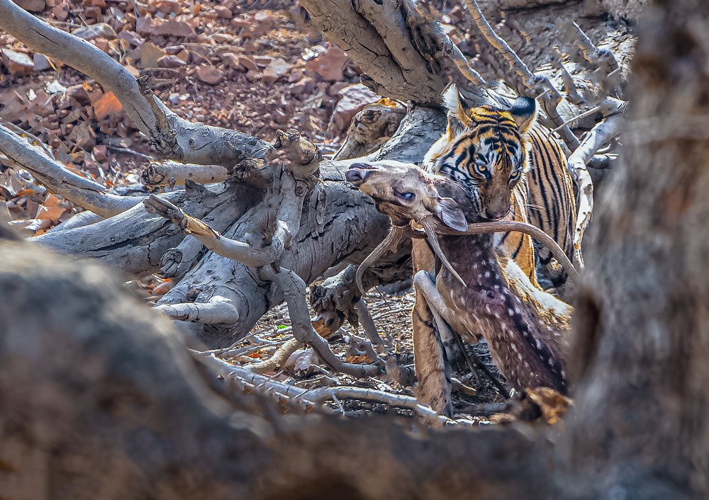 Photograph by Vipul Saxena